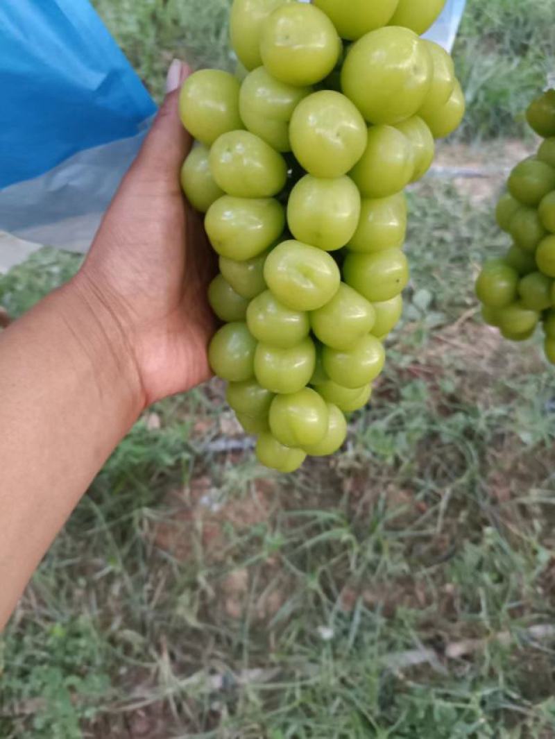 陕西阳光玫瑰大量上市，陕西阳光玫瑰现在已经全面入库