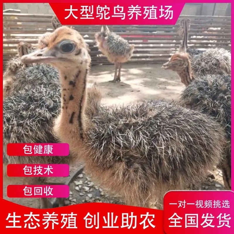 非洲鸵鸟苗澳洲鸵鸟苗买十送二全国包送到家