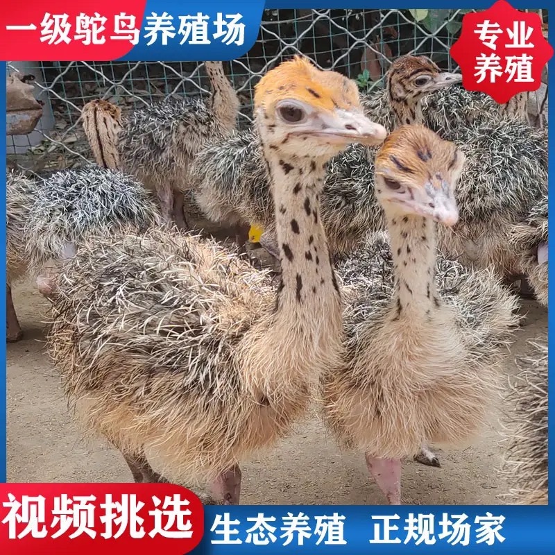 非洲鸵鸟苗澳洲鸵鸟苗买十送二全国包送到家