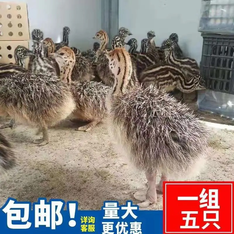 非洲鸵鸟苗澳洲鸵鸟苗买十送二全国包送到家