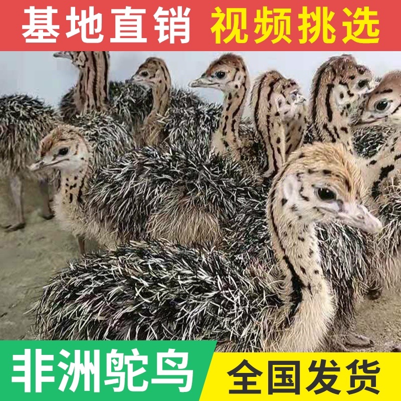 非洲鸵鸟苗澳洲鸵鸟苗买十送二全国包送到家