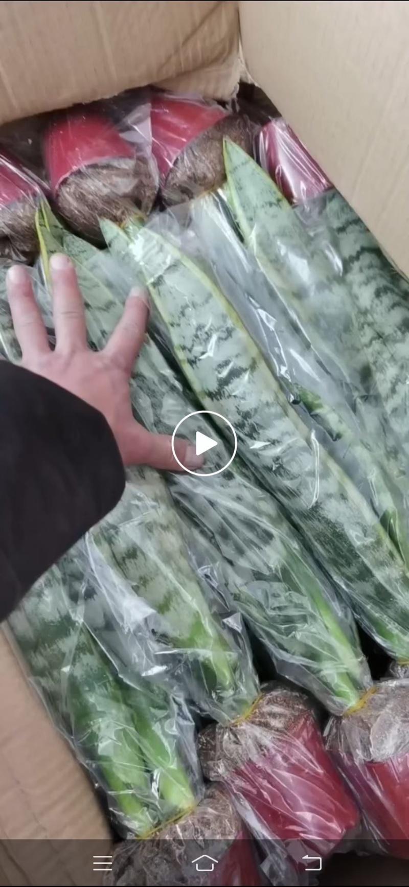虎皮兰盆栽室内防辐射绿植四季常青办公桌吸甲醛植物虎尾兰