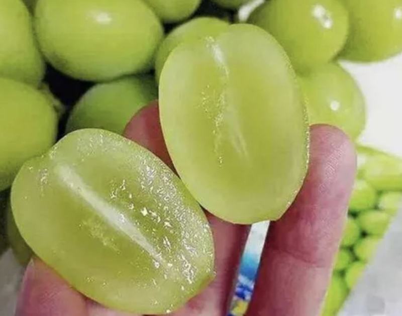 陕西葡萄大荔精品阳光玫瑰大量有货，产地直供量大从优