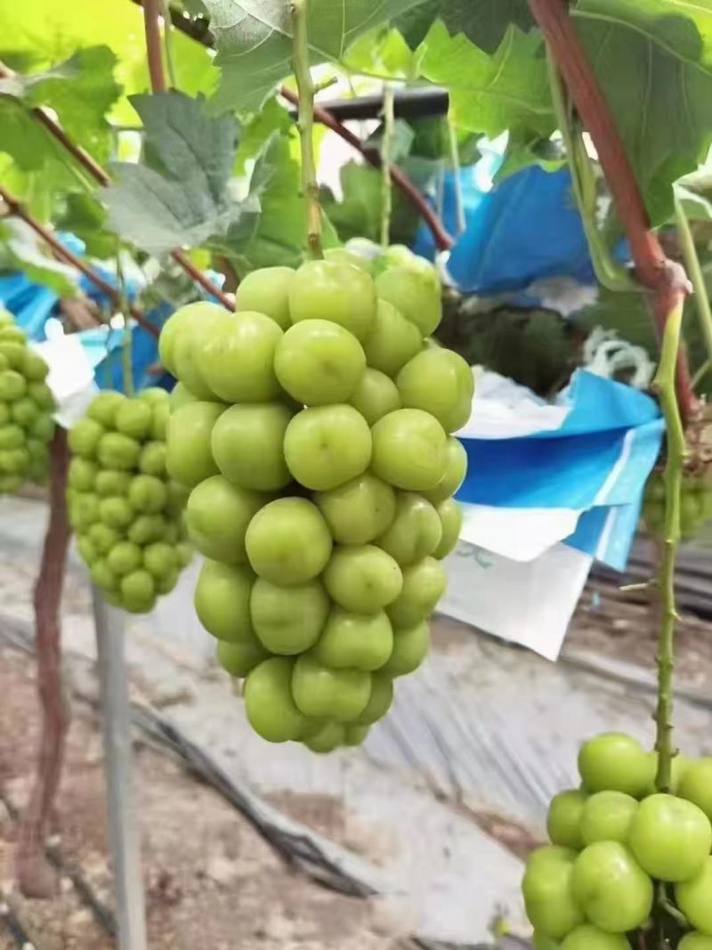陕西葡萄大荔精品阳光玫瑰大量有货，产地直供量大从优