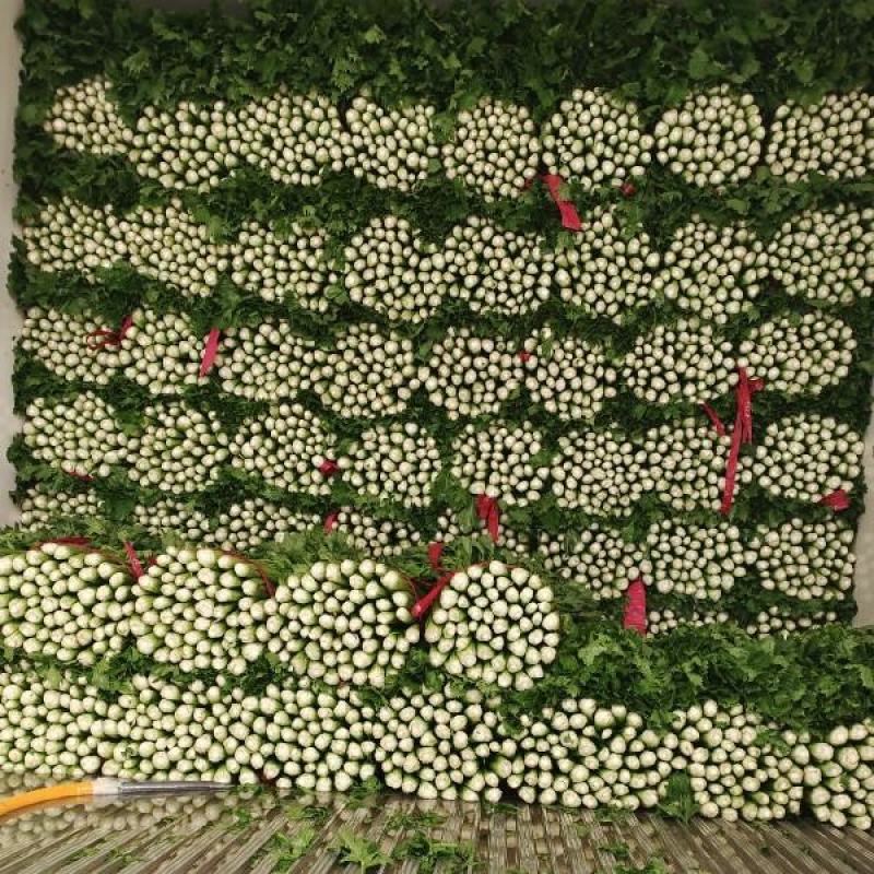 【诚信】内黄县大棚皇后西芹水洗装袋专业工人打捆做工精细