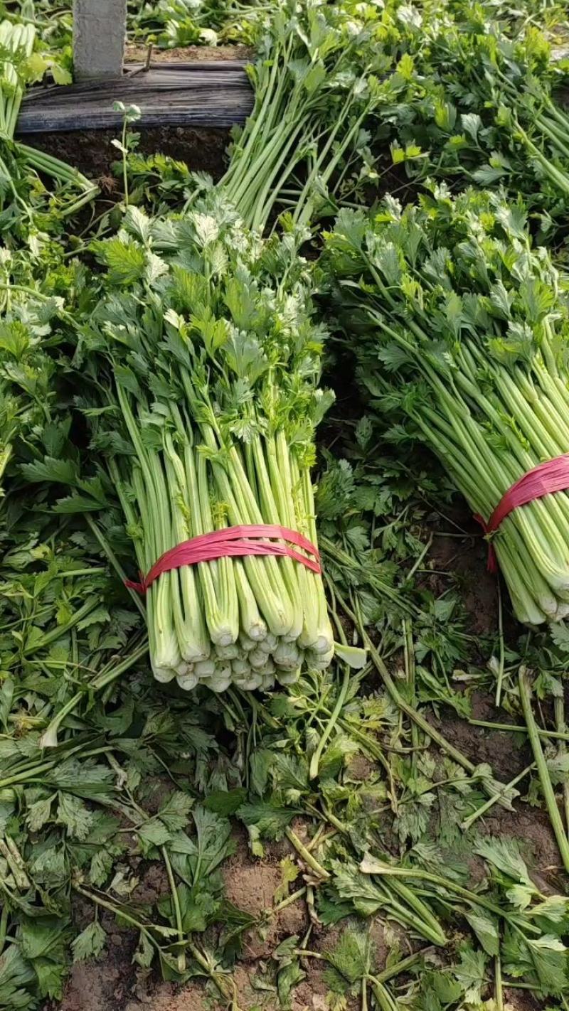 【诚信】内黄县大棚皇后西芹水洗装袋专业工人打捆做工精细