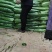 【诚信】内黄县大棚皇后西芹水洗装袋专业工人打捆做工精细
