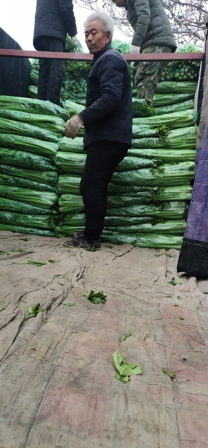 【诚信】内黄县大棚皇后西芹水洗装袋专业工人打捆做工精细