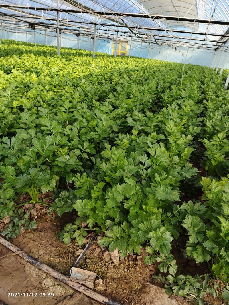 【诚信】内黄县大棚皇后西芹水洗装袋专业工人打捆做工精细