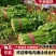 【诚信】内黄县大棚皇后西芹水洗装袋专业工人打捆做工精细