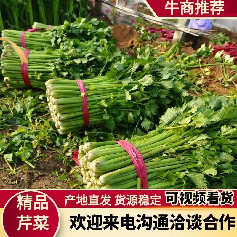 【诚信】内黄县大棚皇后西芹水洗装袋专业工人打捆做工精细