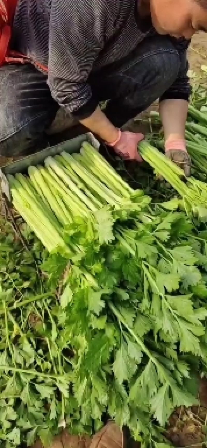 【诚信】内黄县大棚皇后西芹水洗装袋专业工人打捆做工精细