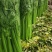 【诚信】内黄县大棚皇后西芹水洗装袋专业工人打捆做工精细
