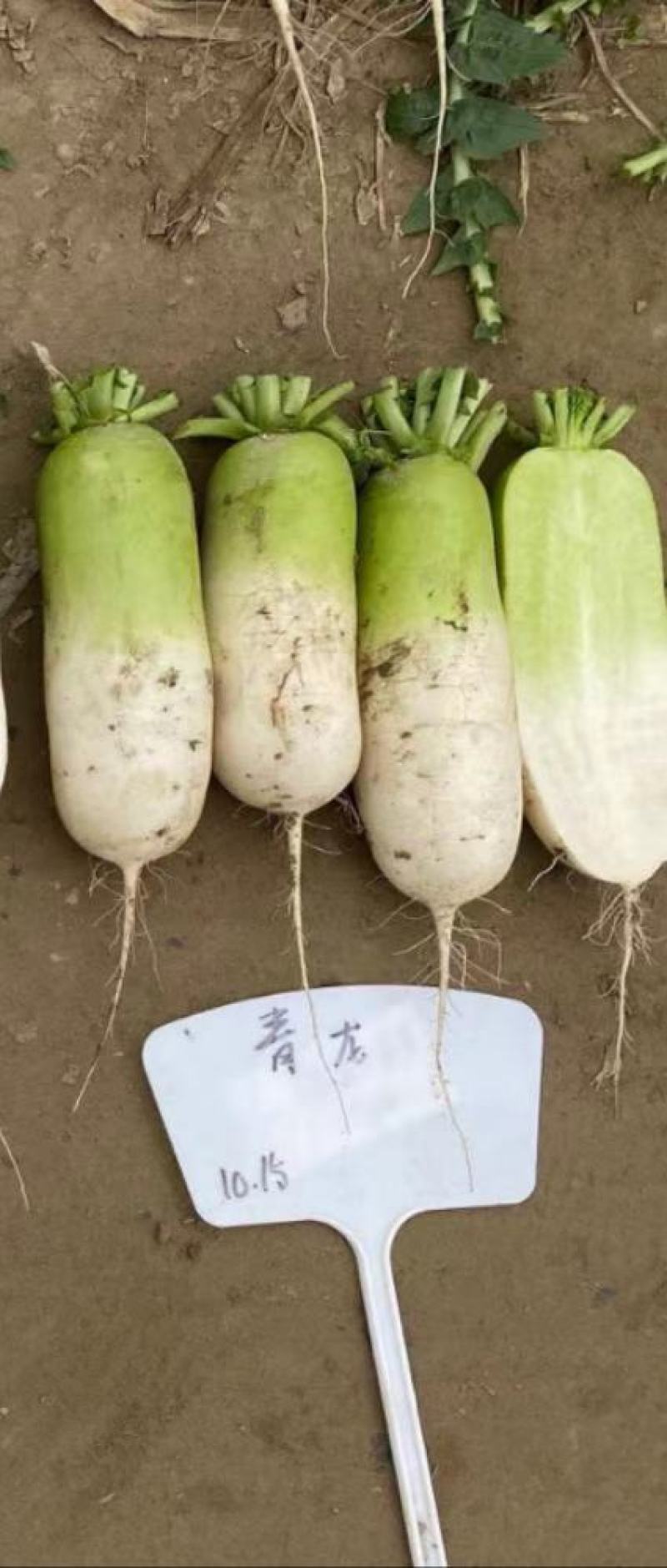 杂交青头萝卜种子青首萝卜种子口感好耐空心