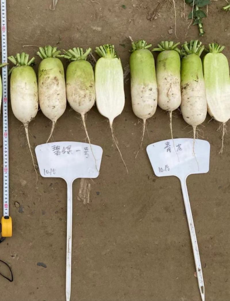 杂交青头萝卜种子青首萝卜种子口感好耐空心