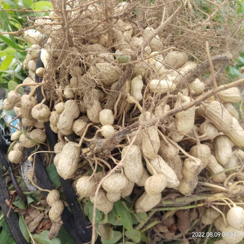 鲜花生个大皮薄，仁儿饱满，口感香甜