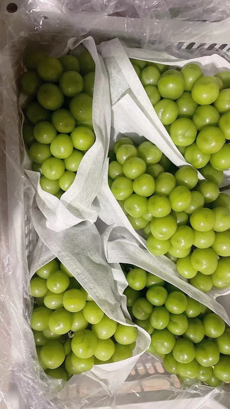 陕西大荔阳光玫瑰大量上市一手货源质量保证对接全国商超
