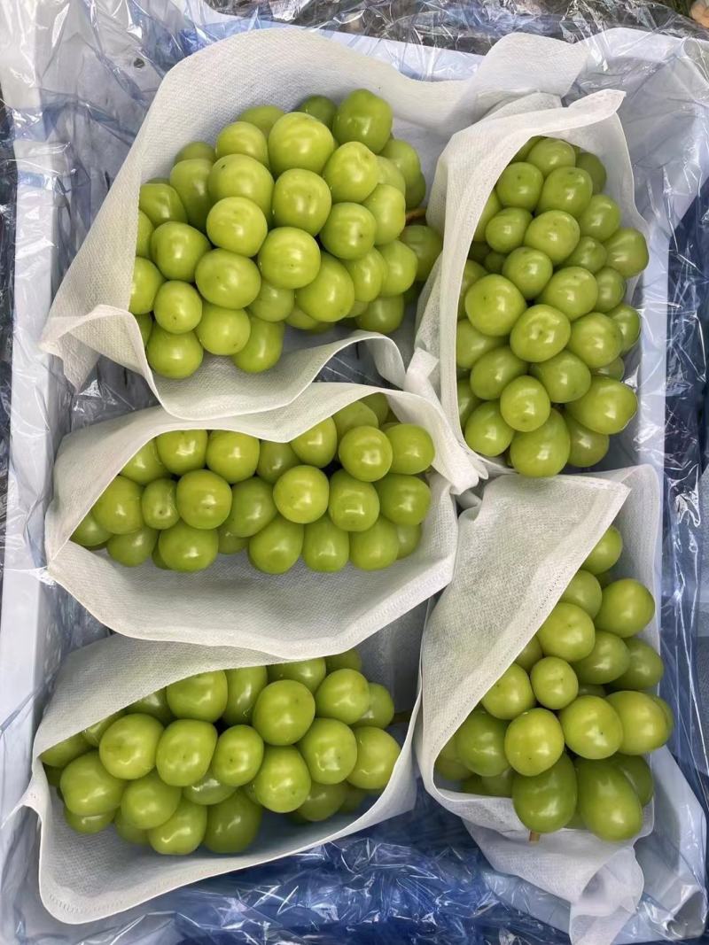 陕西大荔阳光玫瑰大量上市一手货源质量保证对接全国商超