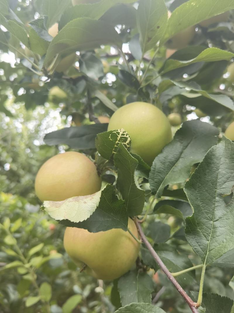 【推荐】苹果嘎啦苹果清脆可口电商代办