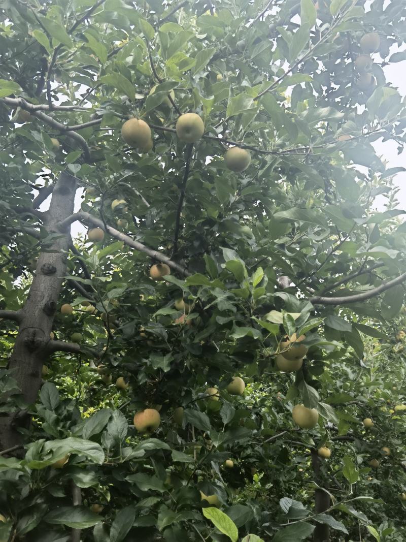 【推荐】苹果嘎啦苹果清脆可口电商代办