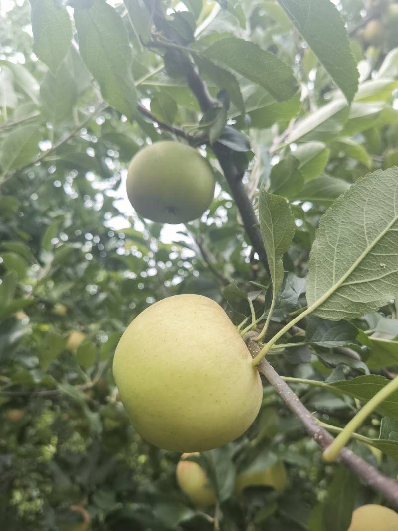 【推荐】苹果嘎啦苹果清脆可口电商代办