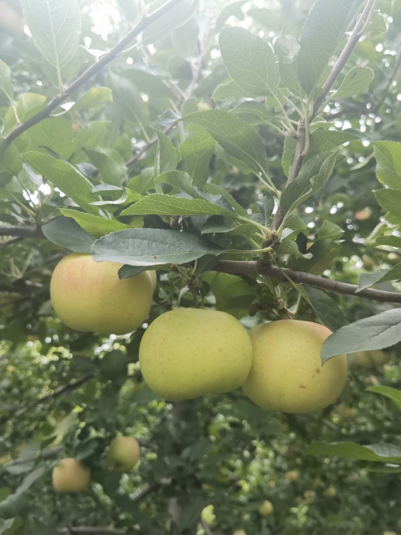 【推荐】苹果嘎啦苹果清脆可口电商代办