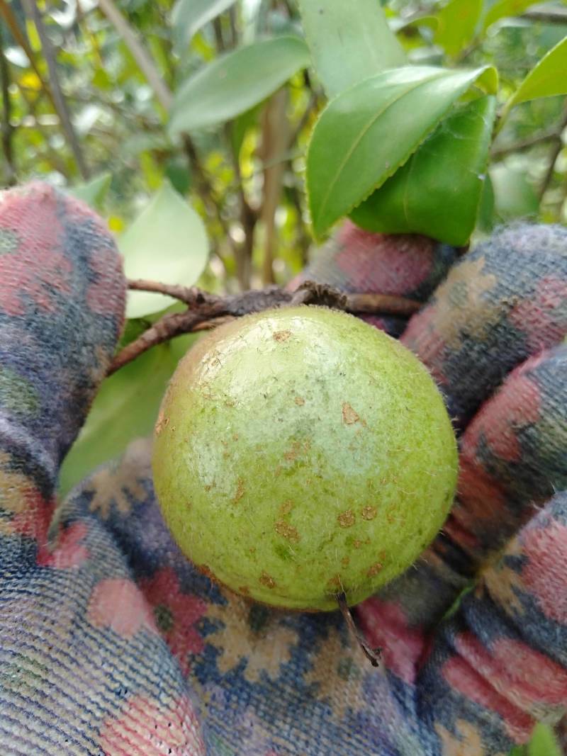 广西大瑶山茶籽油