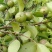 广西大瑶山茶籽油