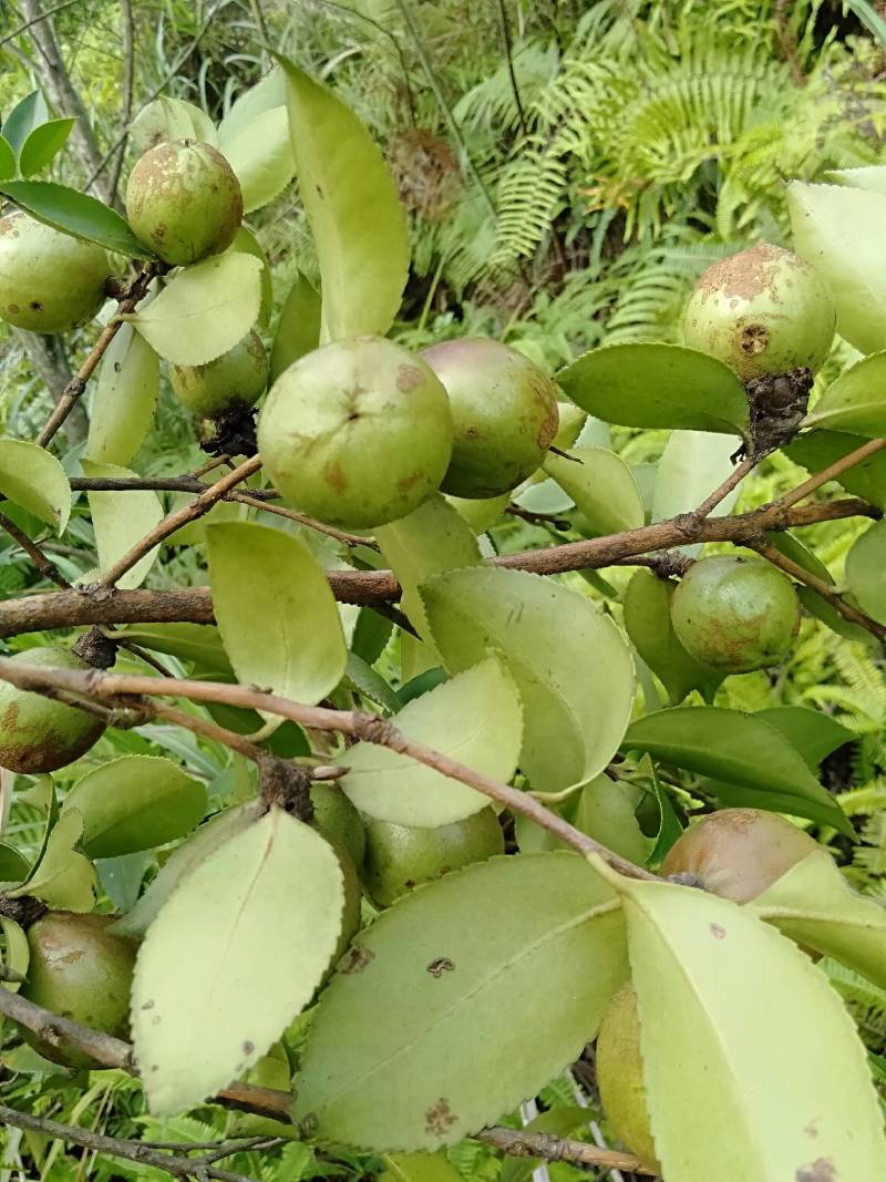 广西大瑶山茶籽油