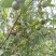 广西大瑶山茶籽油