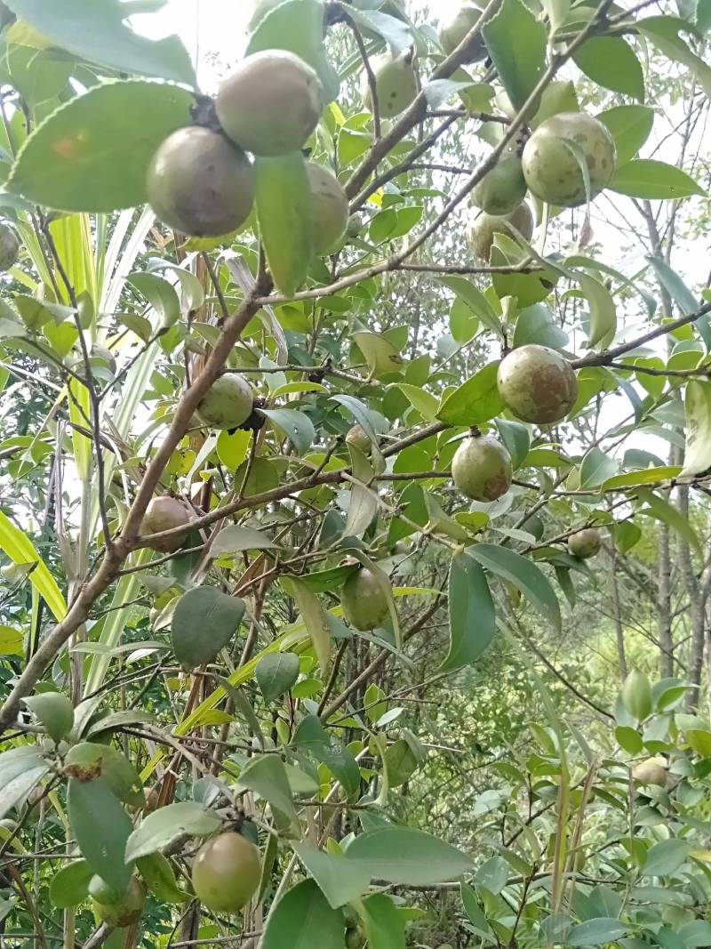 广西大瑶山茶籽油