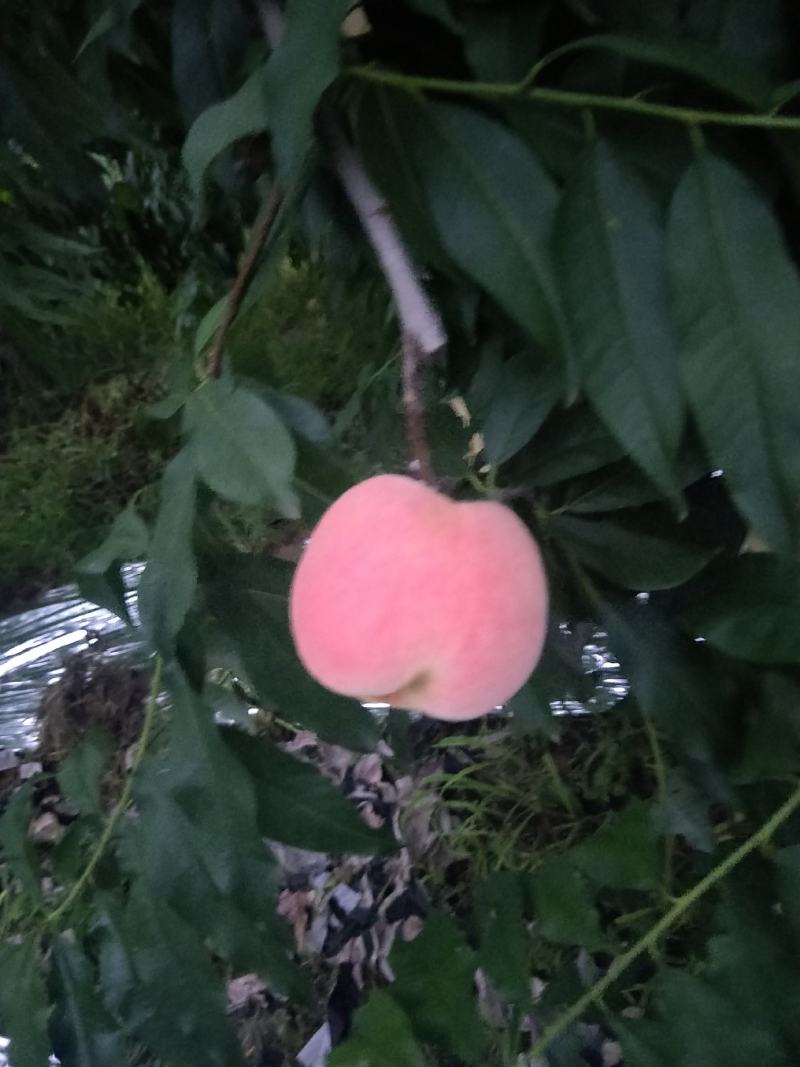 桃