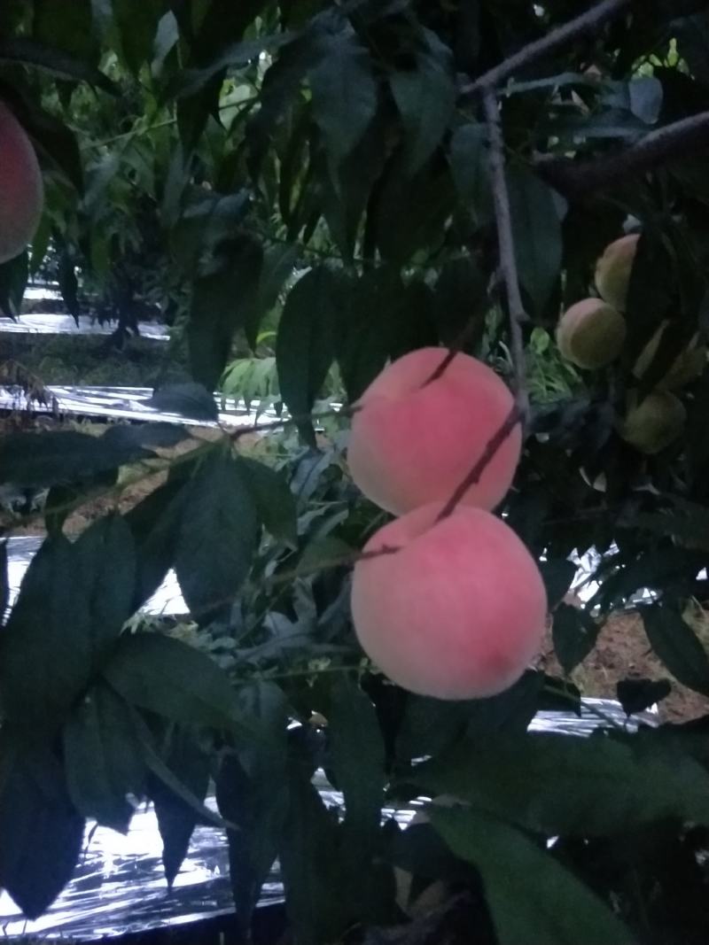 桃