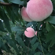 桃