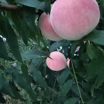 桃
