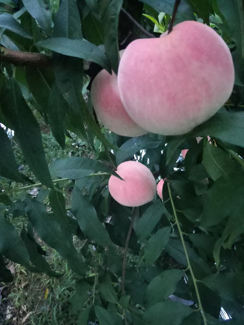 桃