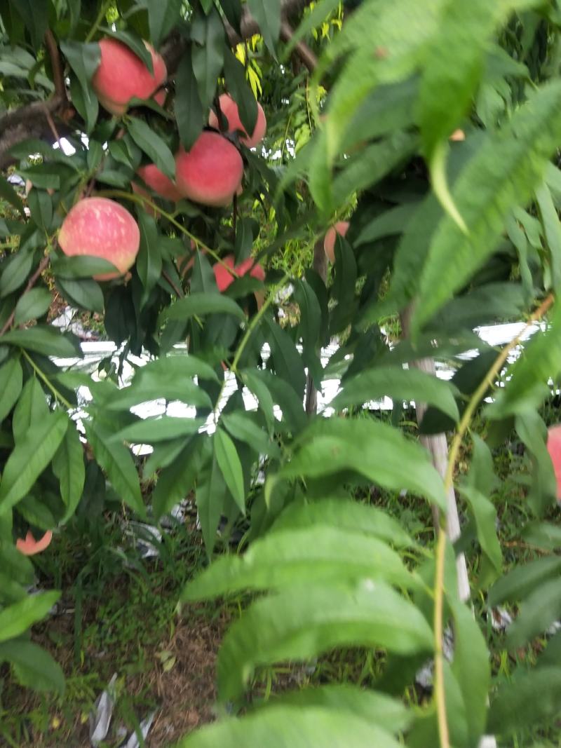 桃