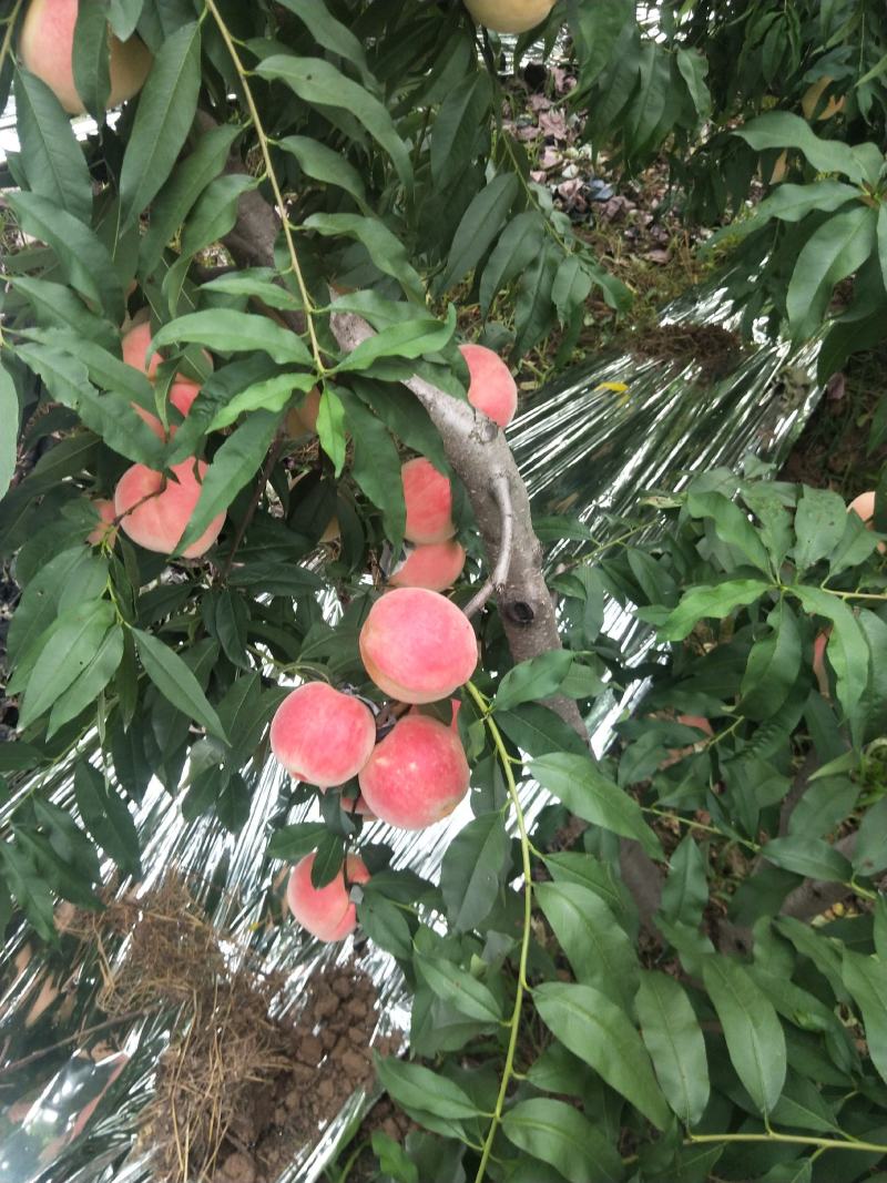 桃