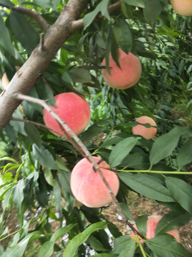 桃