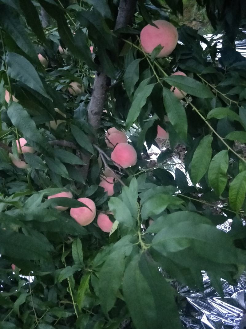 桃