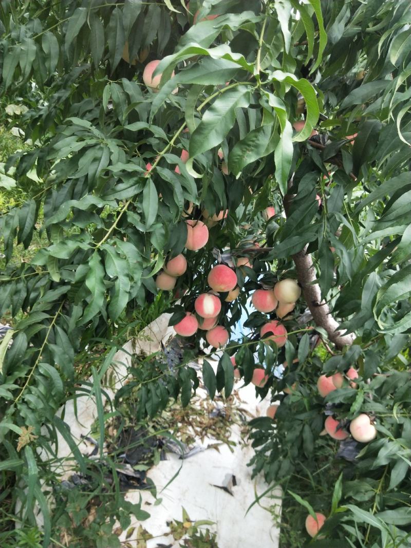 桃