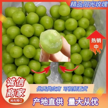 陕西大荔阳光玫瑰大量上市一手货源质量保证对接全国商超