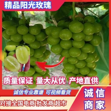 陕西葡萄大荔精品阳光玫瑰大量有货，产地直供量大从优