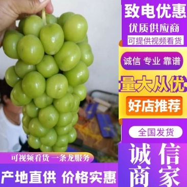 陕西阳光玫瑰大量上市，陕西阳光玫瑰现在已经全面入库