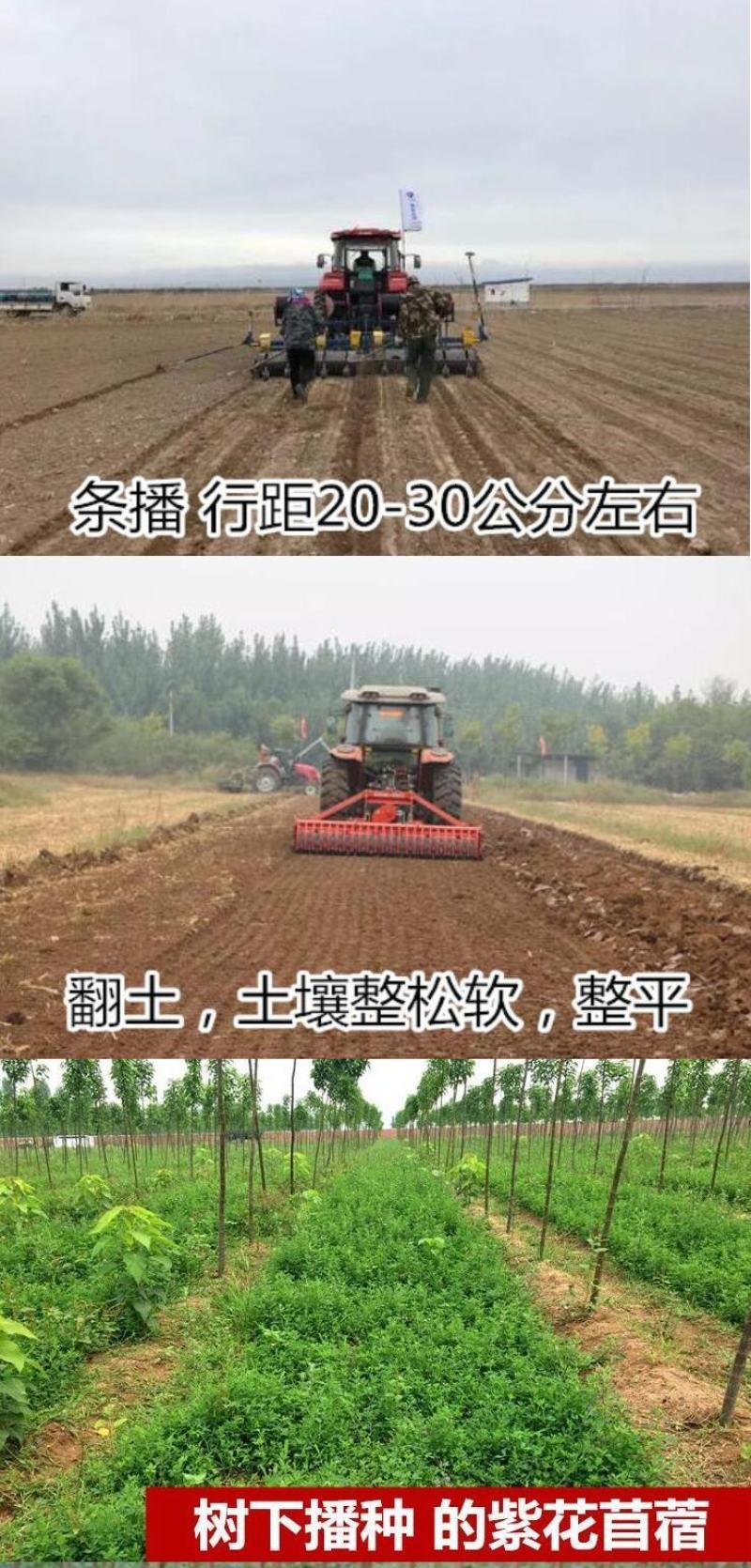 紫花苜蓿种子牧草种子养殖禽畜猪牛羊鸡鸭鹅兔鱼耐寒四季种籽