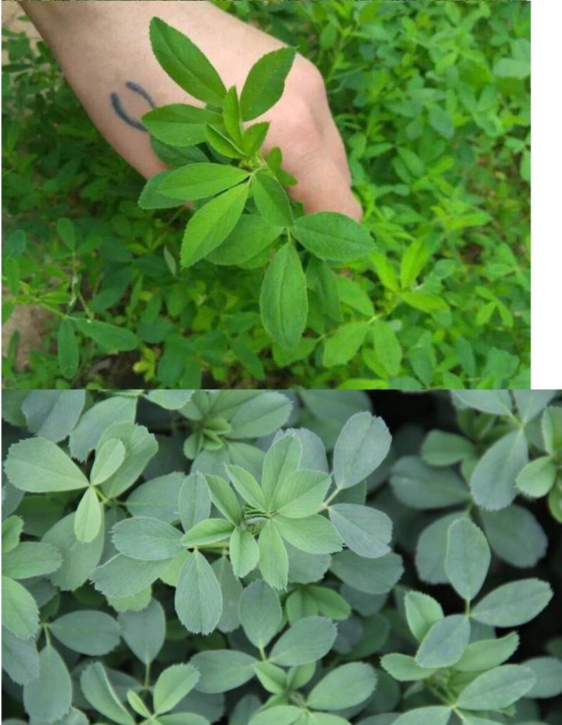 紫花苜蓿种子牧草种子养殖禽畜猪牛羊鸡鸭鹅兔鱼耐寒四季种籽