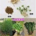 紫花苜蓿种子牧草种子养殖禽畜猪牛羊鸡鸭鹅兔鱼耐寒四季种籽