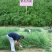 紫花苜蓿种子牧草种子养殖禽畜猪牛羊鸡鸭鹅兔鱼耐寒四季种籽