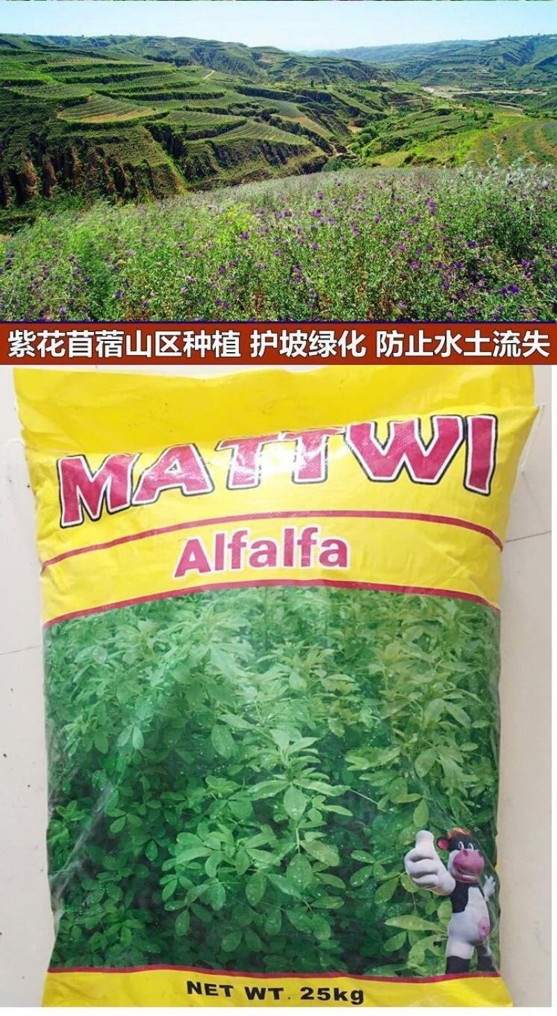 紫花苜蓿种子牧草种子养殖禽畜猪牛羊鸡鸭鹅兔鱼耐寒四季种籽