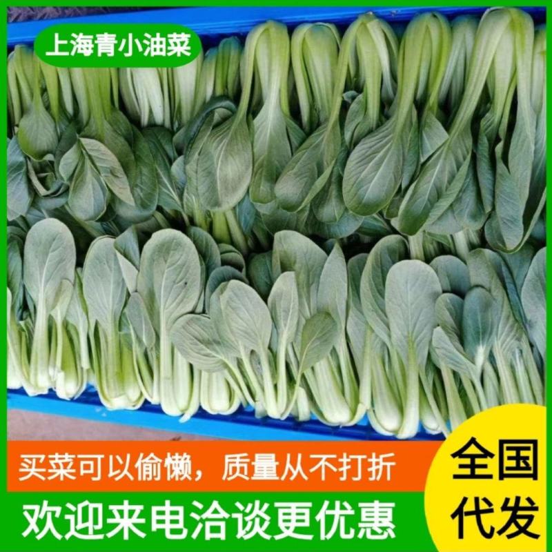 安徽太和基地上海青小青菜常年供应商超配送食堂加工厂